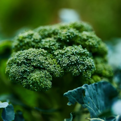 Broccoli